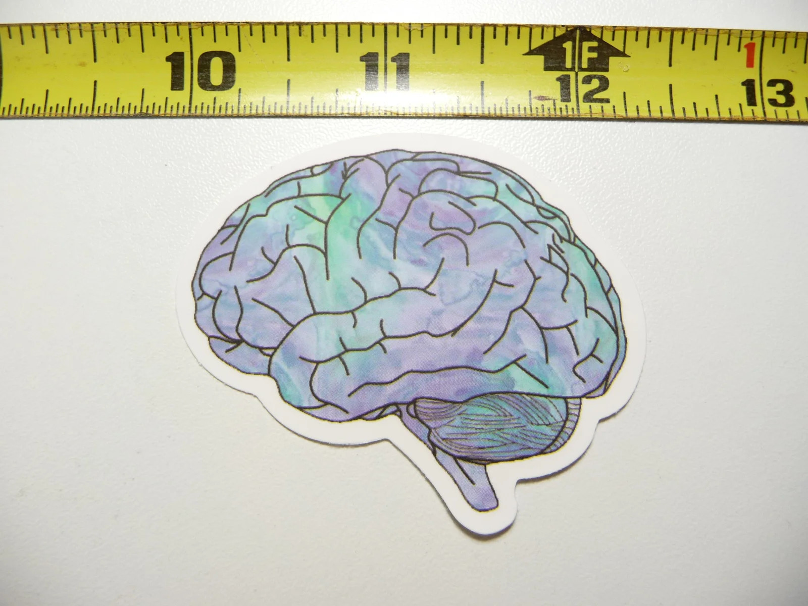 NICE COLOR DRAWING OF HUMAN BRAIN SMALL STICKER DECAL SCHOOL TEACHER PROFESSOR