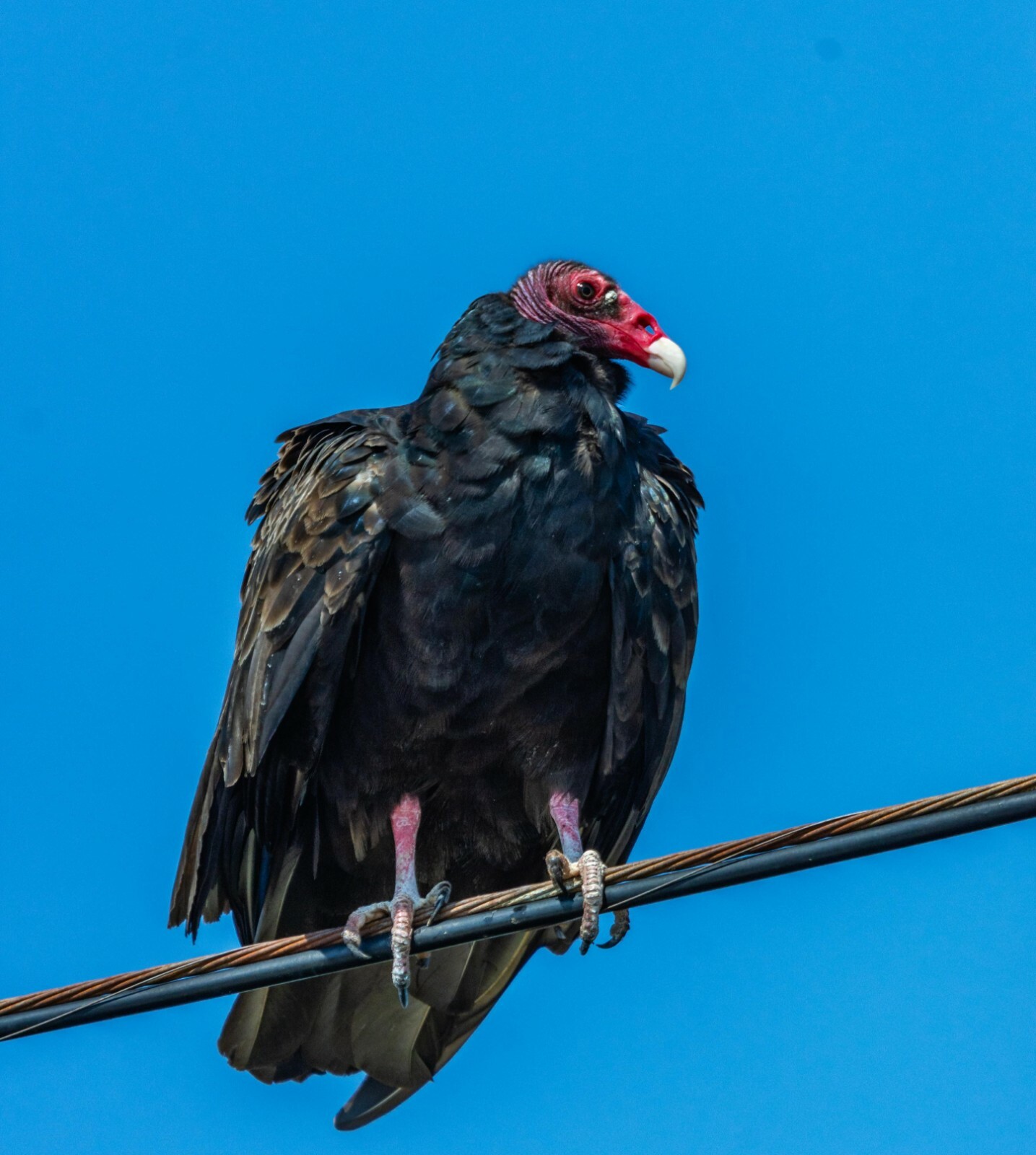 TURKEY VULTURE GLOSSY POSTER PICTURE PHOTO buzzards birds animals Wildlife