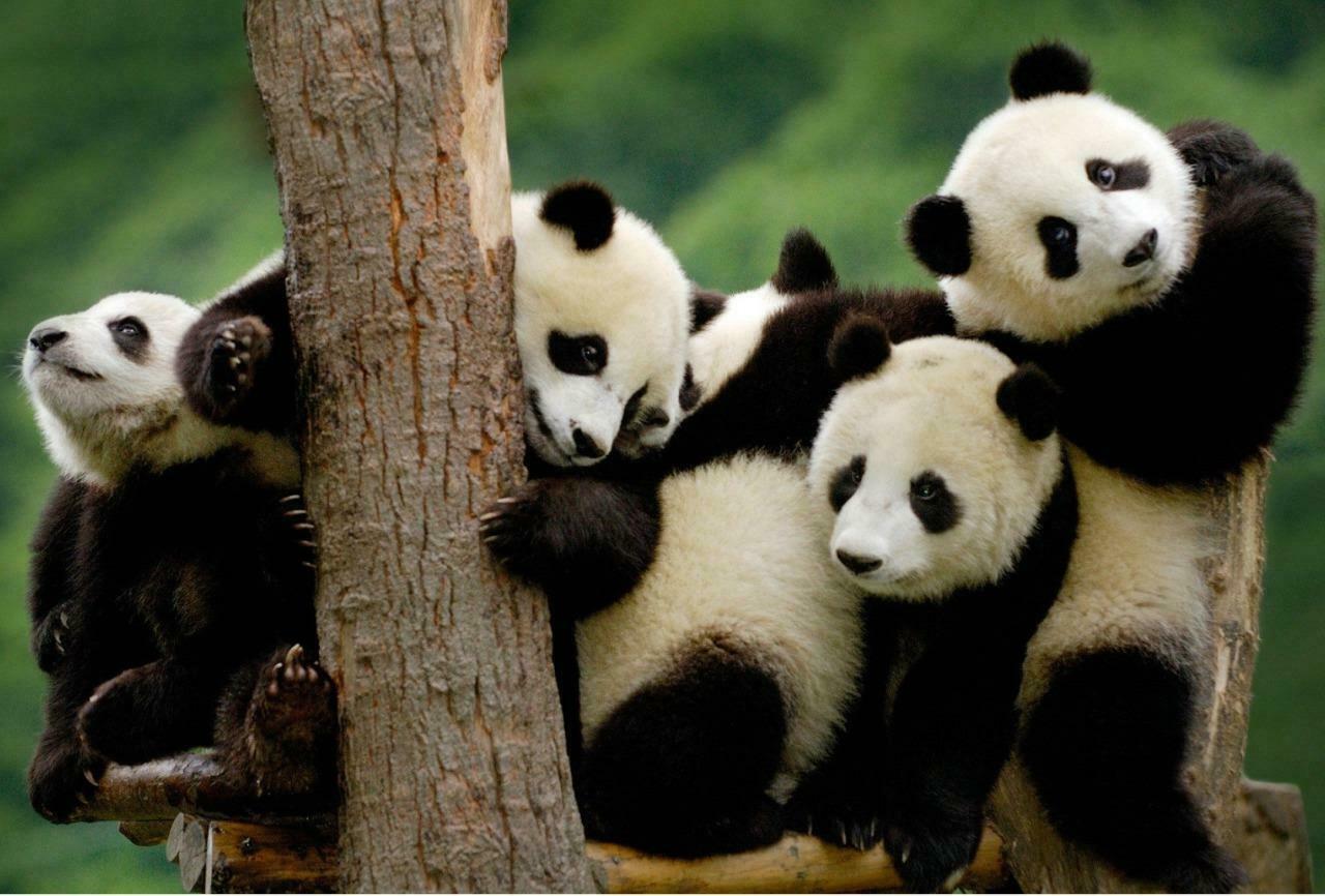GIANT PANDA BEAR GLOSSY POSTER PICTURE PHOTO PRINT china black white bamboo 4872