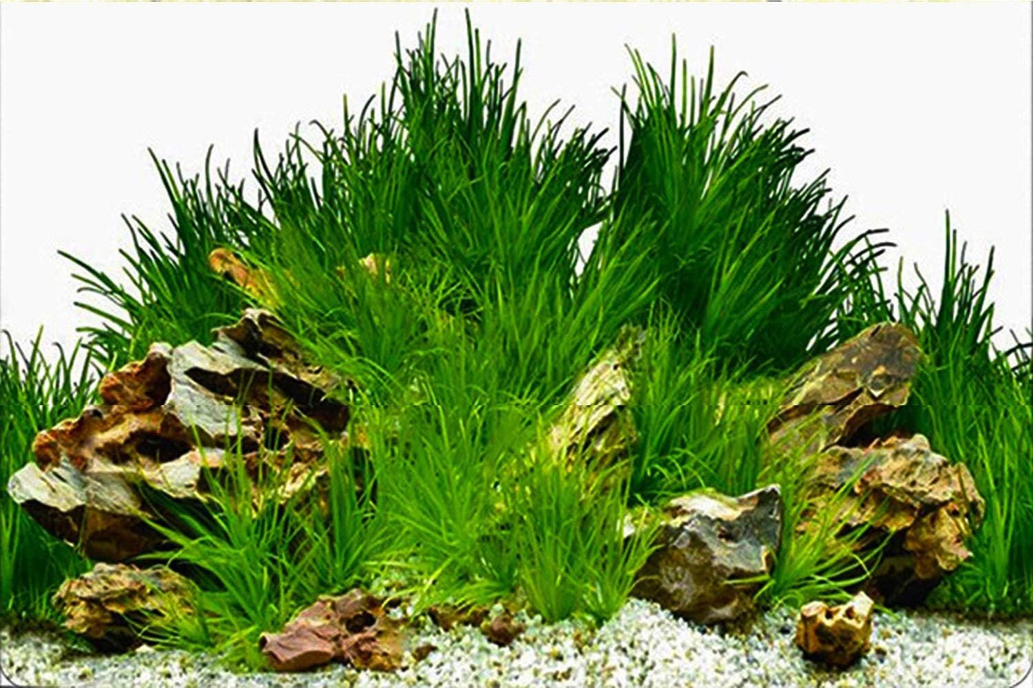 New 20″ X 48″ Fish Tank Background Paper Wallpaper 2 Sided Colorful Seaweed Wate
