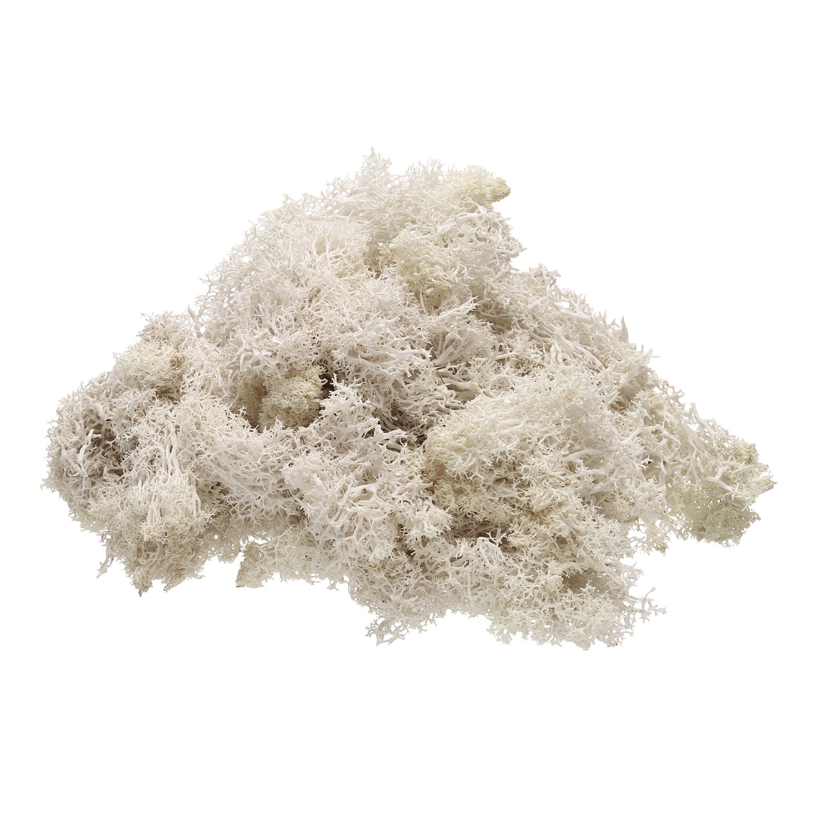 Preserved Reindeer Moss 4 OZ Fake Moss for Crafts Creamy White