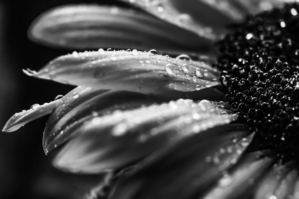 Black And White Sunflower Close Up Monochrome Photo Art Poster 24×16