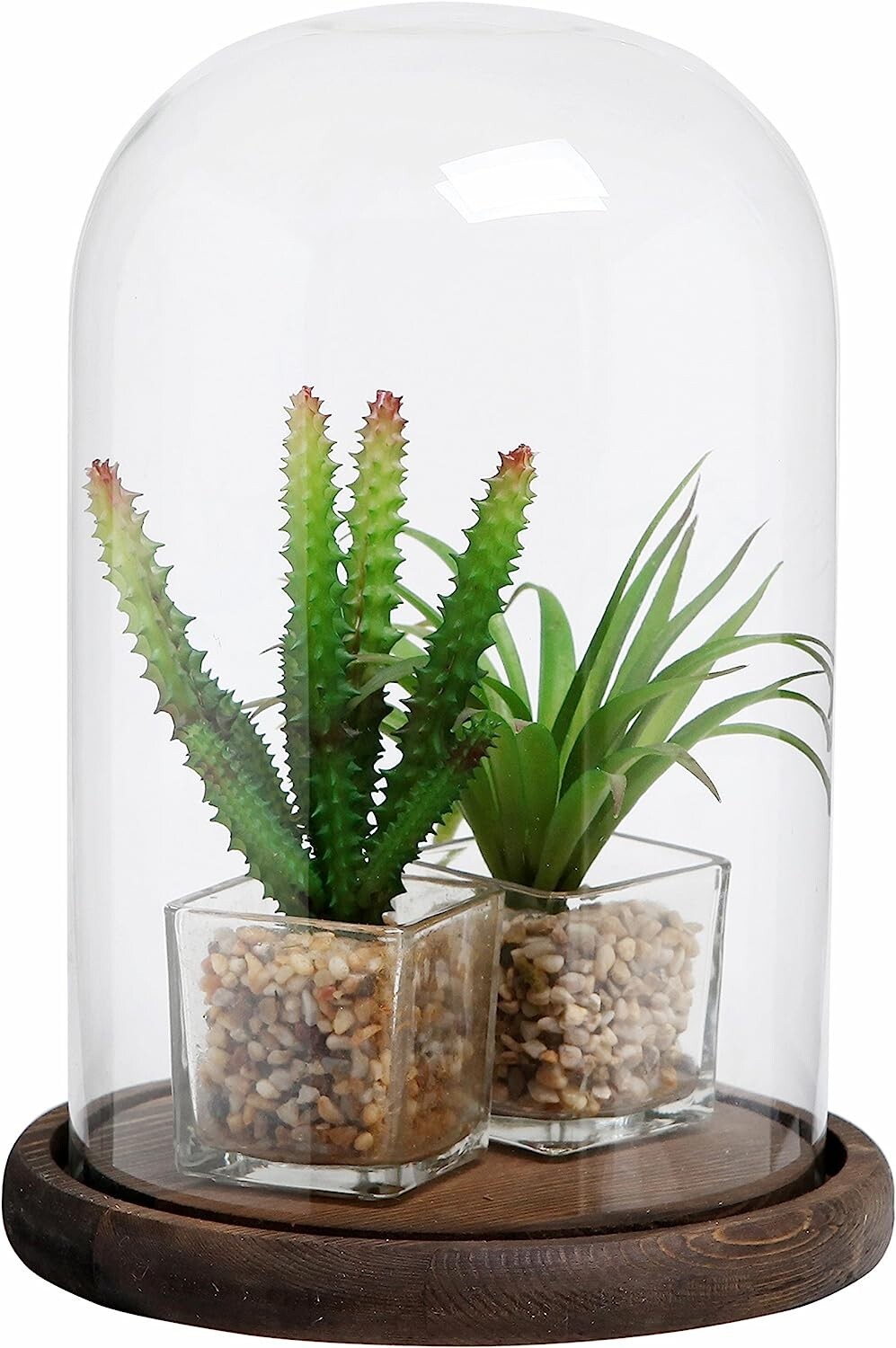 Clear Glass Cloche Bell Jar Display Case with Rustic Wood Base, 10 X 7 Inches