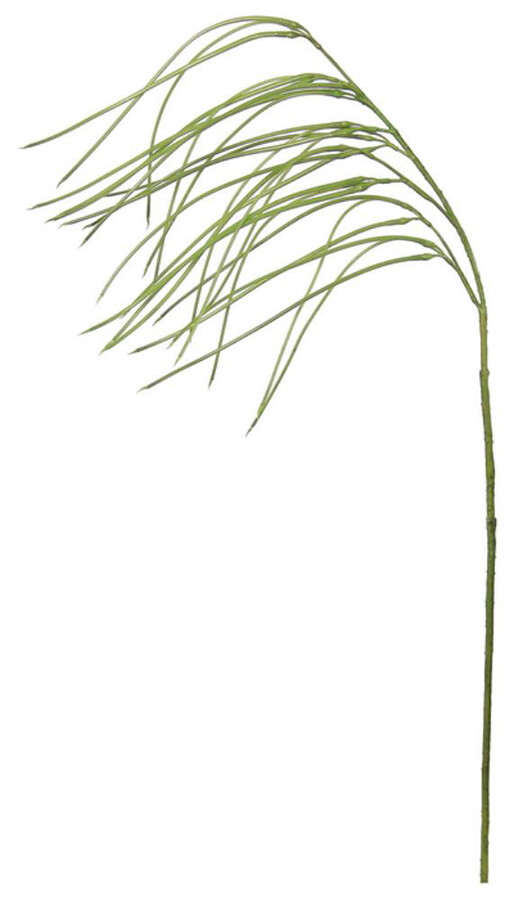Pencil Grass Spray 42in Green