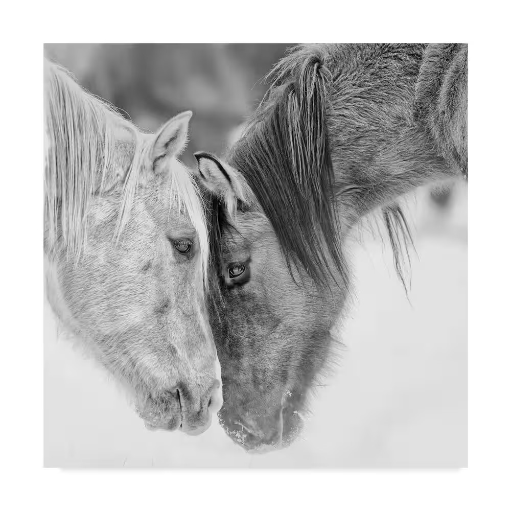 Burchett ‘Black and White Horses Via’ Canvas Unframed Photography Wall Art 35 In