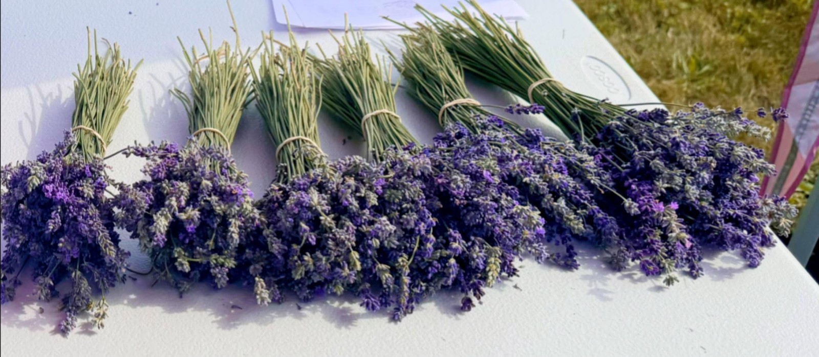 Fresh Lavender Bouquet Same Day Harvest Farm Grown Fragrant Floral Bundle