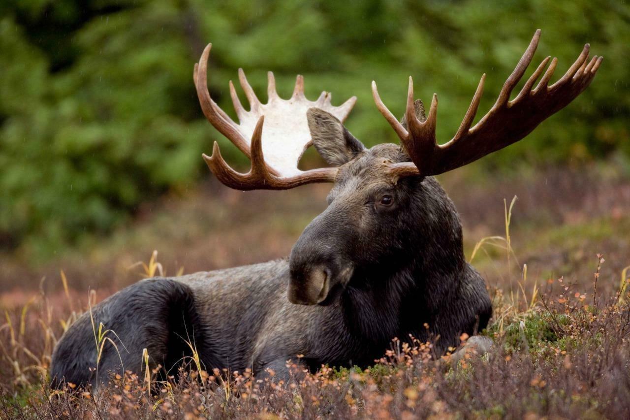 MOOSE BULL Nature and Wildlife Picture Poster Photo Print elk deer antler