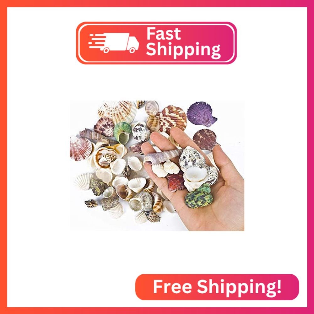 80~85pcs Sea Shells Mixed Beach Seashells for Beach Theme Party Wedding Decorati