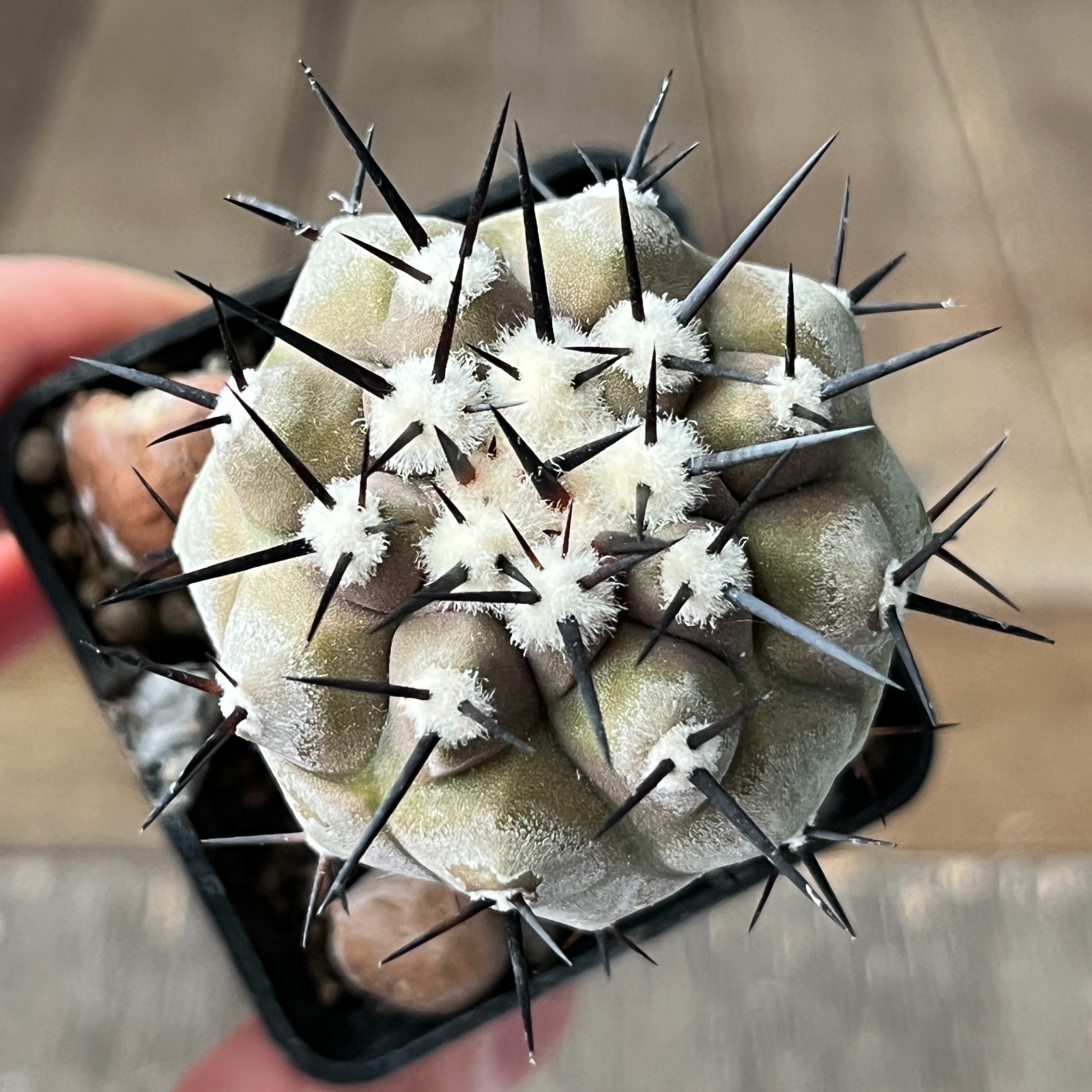29-417 Copiapoa cinerea HR1032, La Quinta, Super Black Spines, dark body