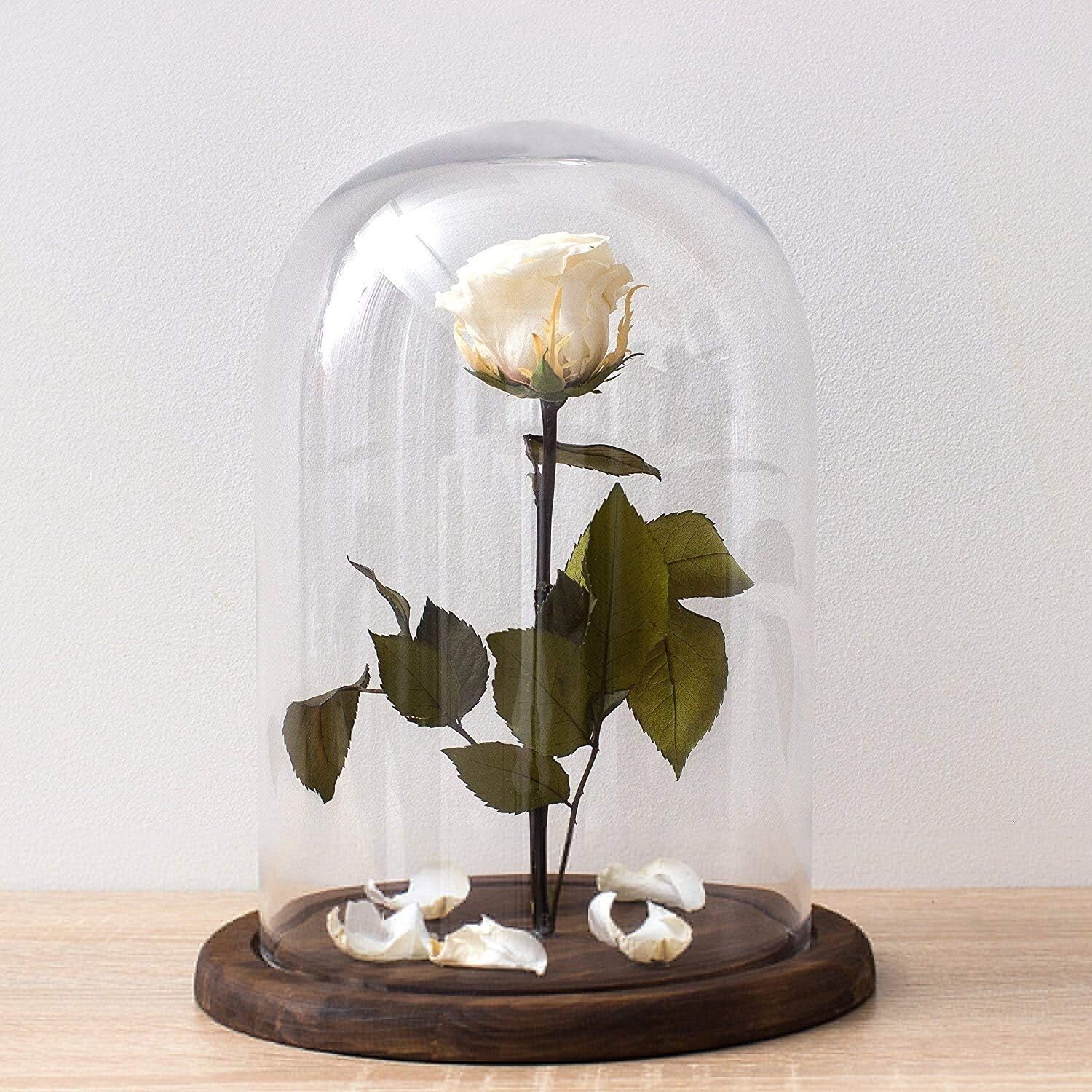 Clear Glass Cloche Bell Jar Display Case with Rustic Wood Base, 10 X 7 Inches