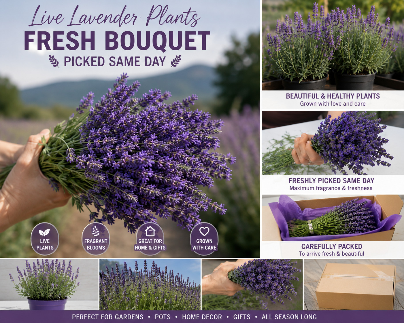 Fresh Lavender Bouquet Same Day Harvest Farm Grown Fragrant Floral Bundle