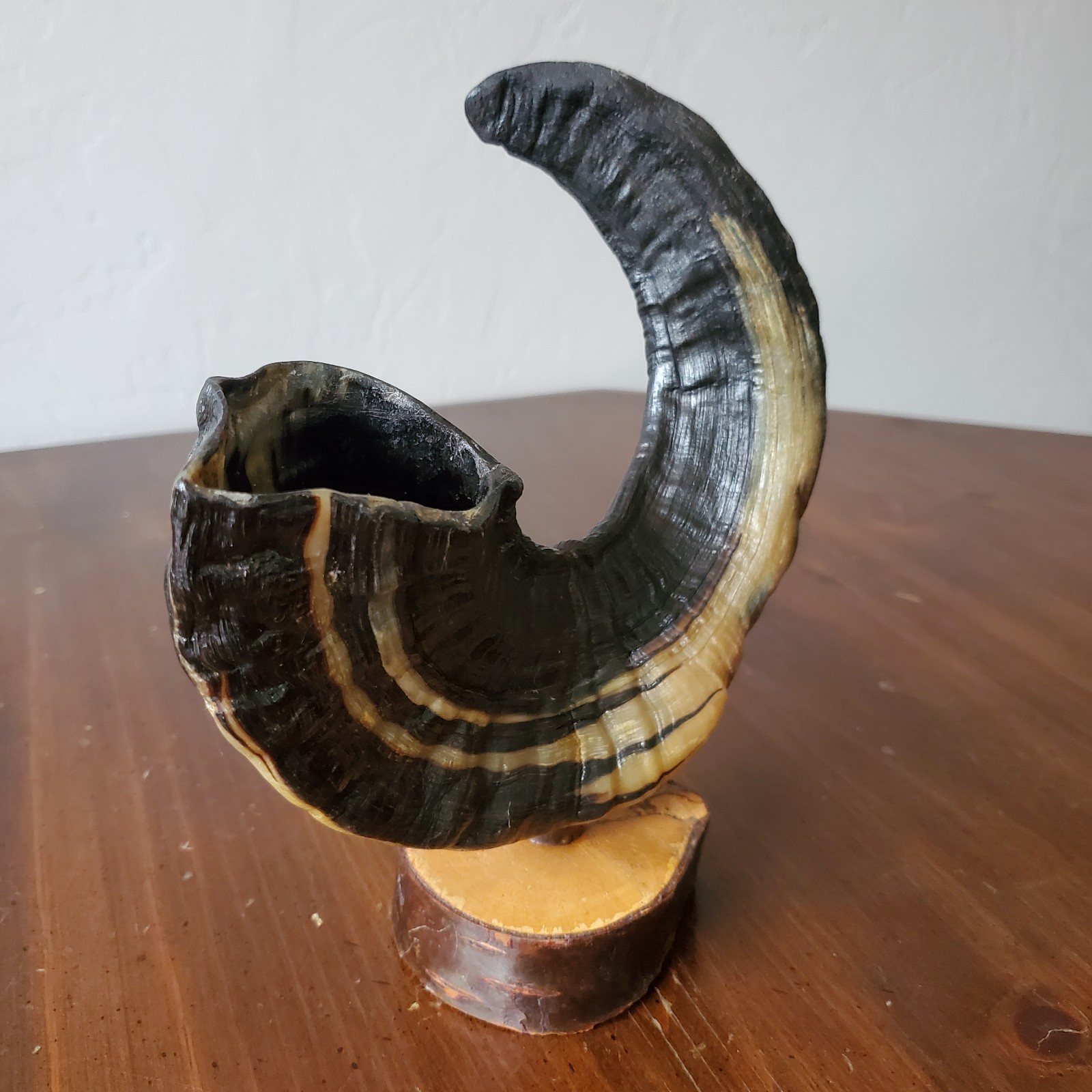 Icelandic Ram Sheep Horn Black & Cream Two-Tone Curved Polished on Stand 8.25″