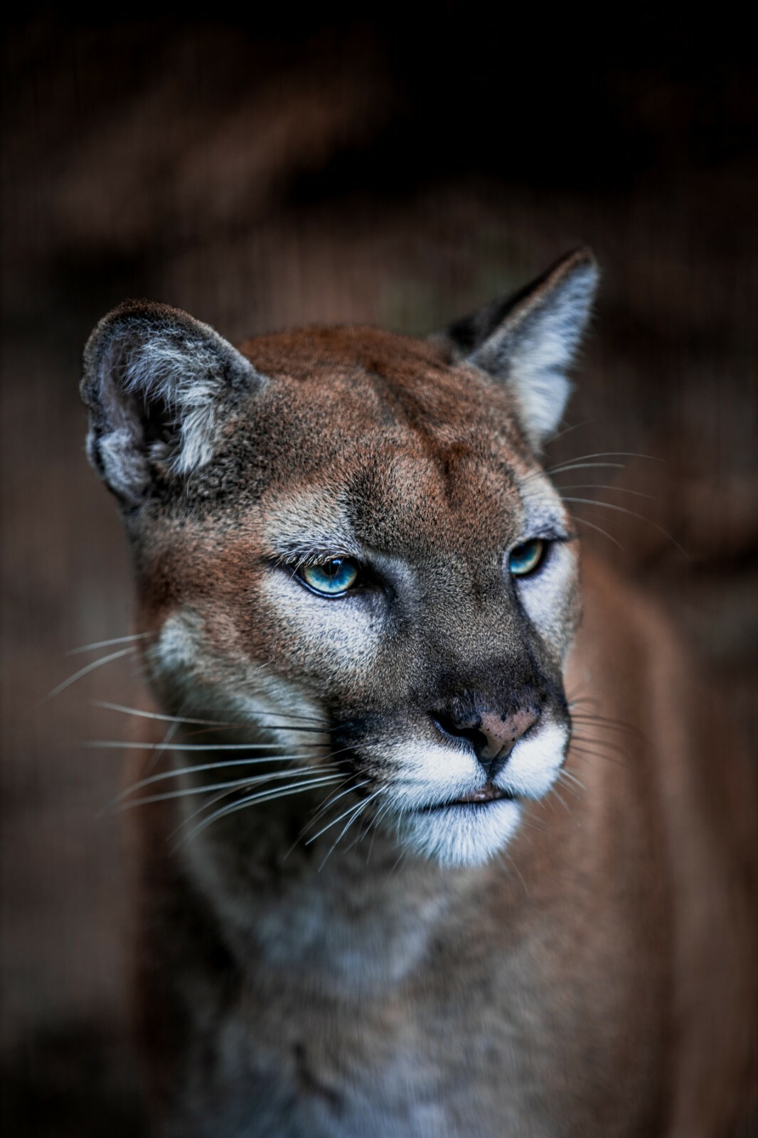 Cougar Portrait Poster Photo Print Cat Puma Mountain Lion Wildcat Nature Picture