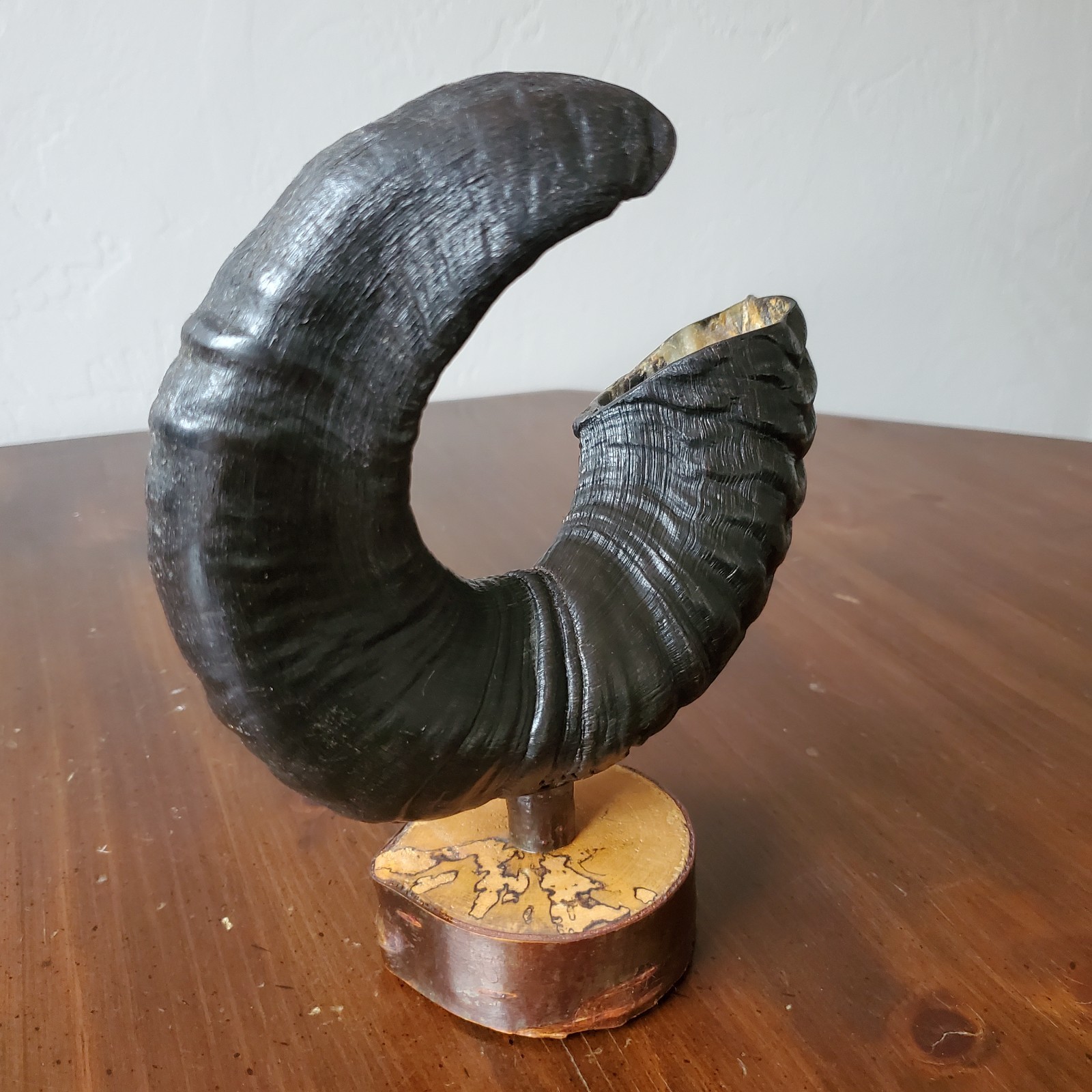 Icelandic Ram Sheep Horn Black & Cream Two-Tone Curved Polished on Stand 8.25″