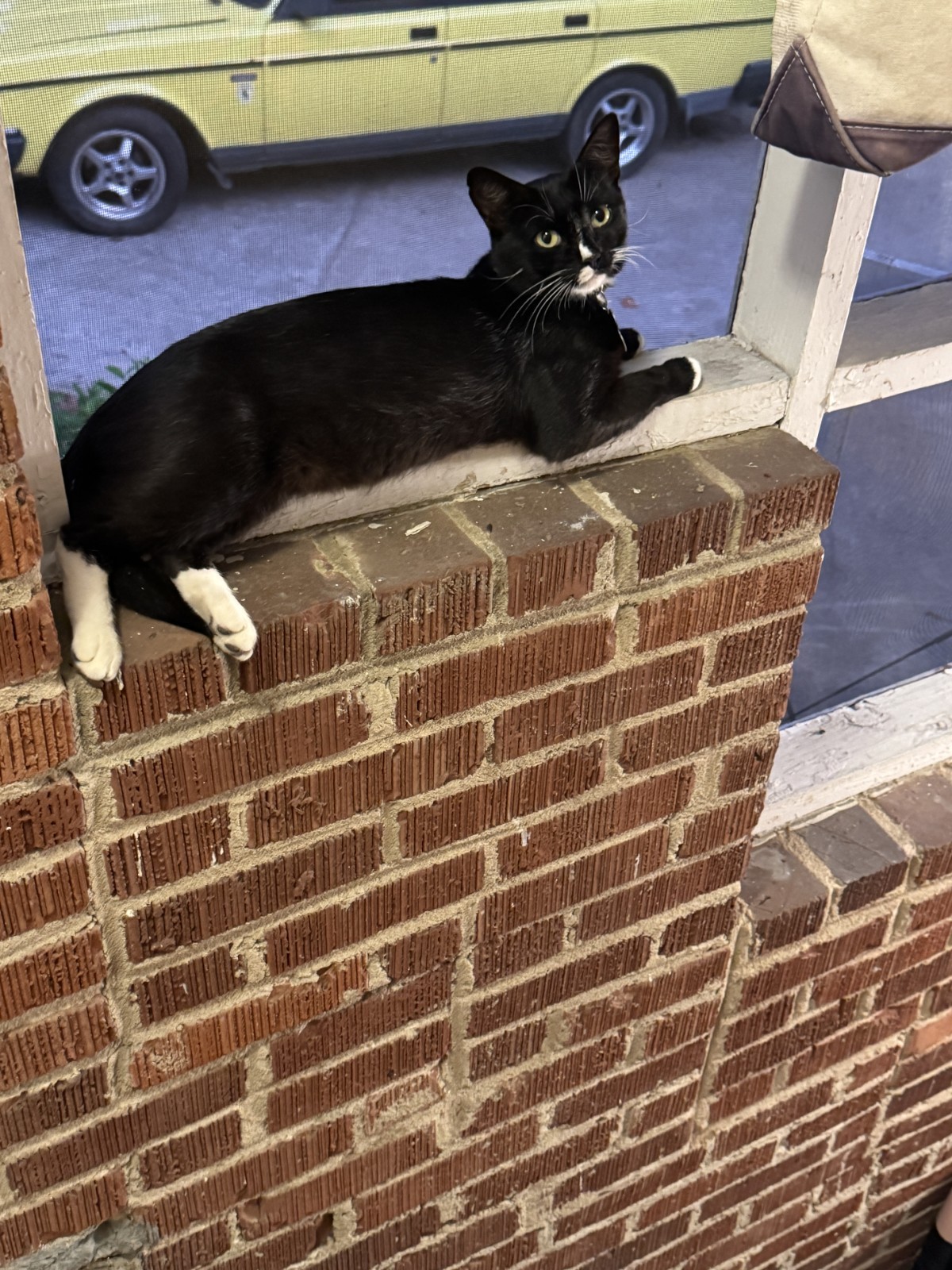 “I’LL TREAD WHEREVER I WANT” Funny Cat 🐈‍⬛️ Gadsden Flag STICKER 5-yr WARRANTY