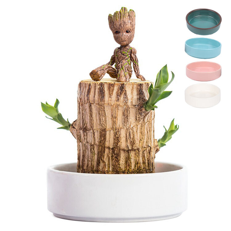 A Set of Green Plant Brazilian Wood Water Raise Lucky Wood Potted Tree Indoor US