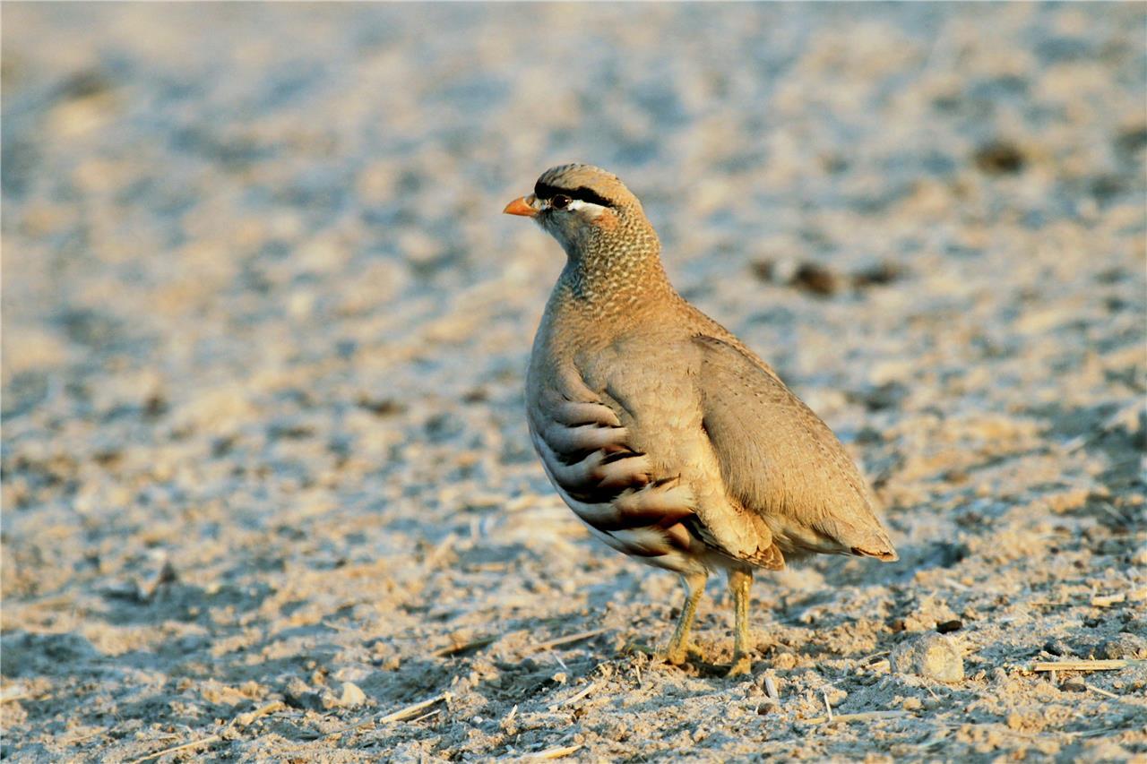 SEE SEE PATRIDGE BIRD GLOSSY POSTER PICTURE PHOTO BANNER PRINT 9279
