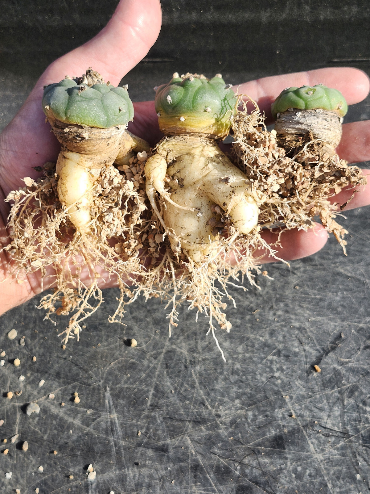 ONE(1) RARE Cactus sp koehresii, seed grown in 2.60″ pot, large root