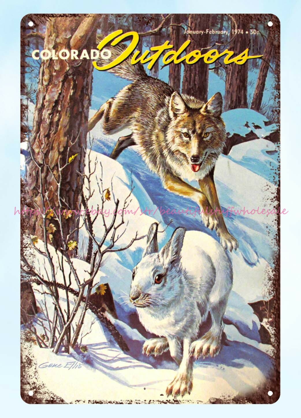 1974 Colorado wildlife fishing hunting Coyote Snowshoe Rabbit metal tin sign