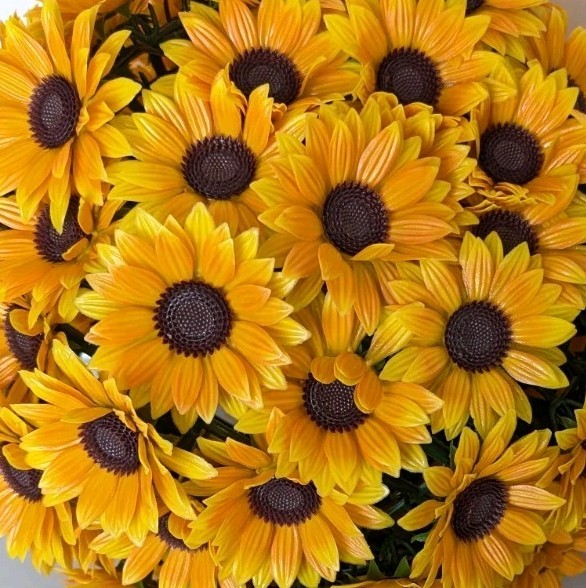 Wicker Park S/2 Oversized 15″ Harvest Faux Sunflower Spheres Yellow