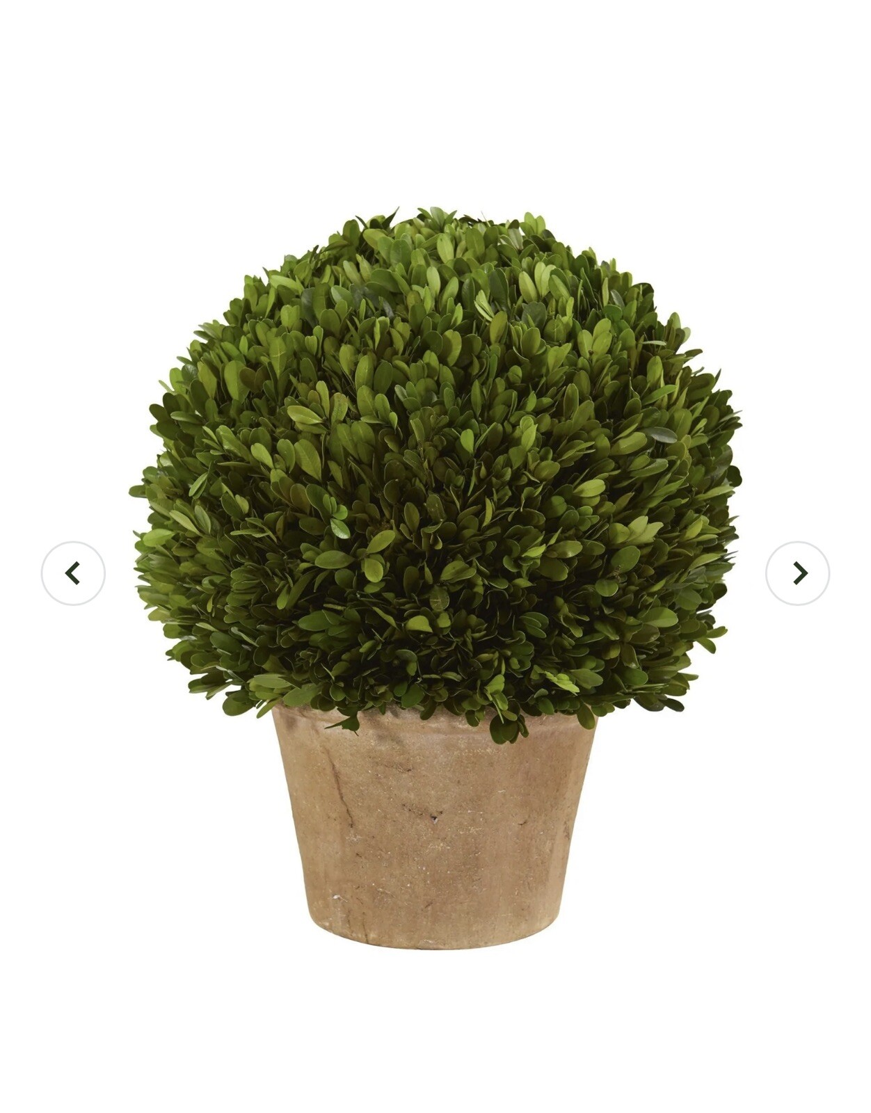 15″ Real Preserved Boxwood Topiary Ball Plant in Decorative Planter. Retail $189