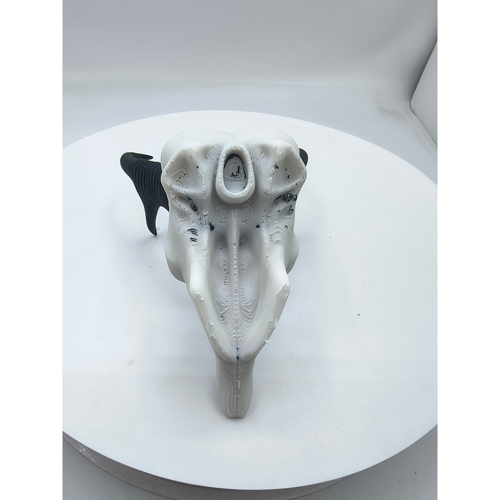 3D Printed Pronghorn Antelope Skull Replica Faux Taxidermy White Black 7.5 Inch