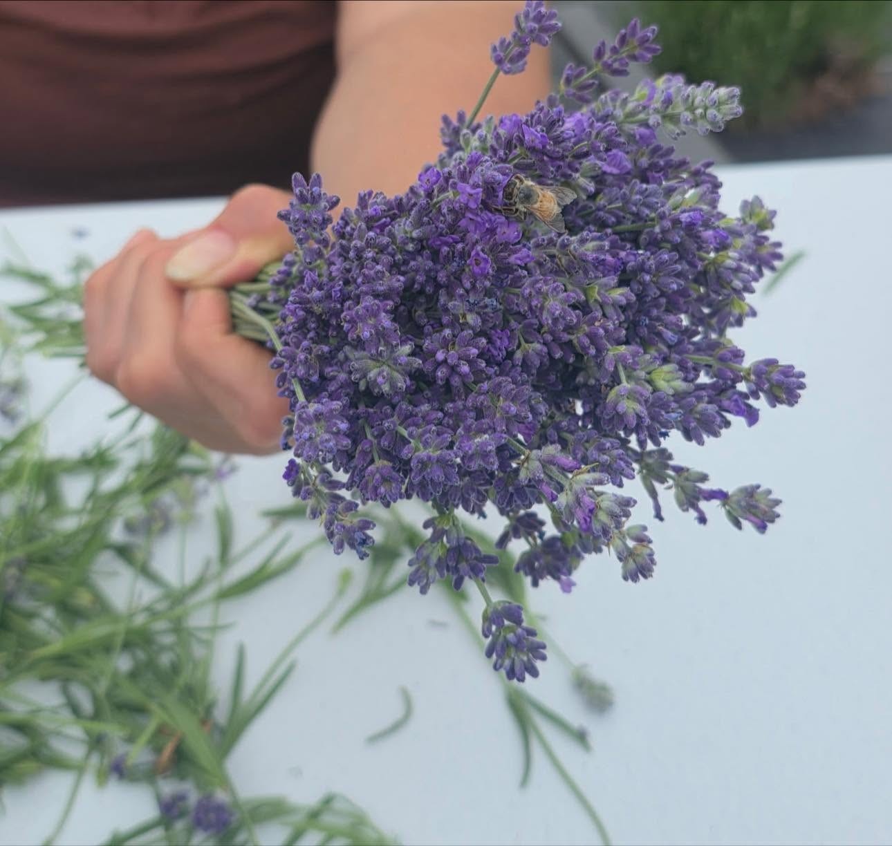 Fresh Lavender Bouquet Same Day Harvest Farm Grown Fragrant Floral Bundle
