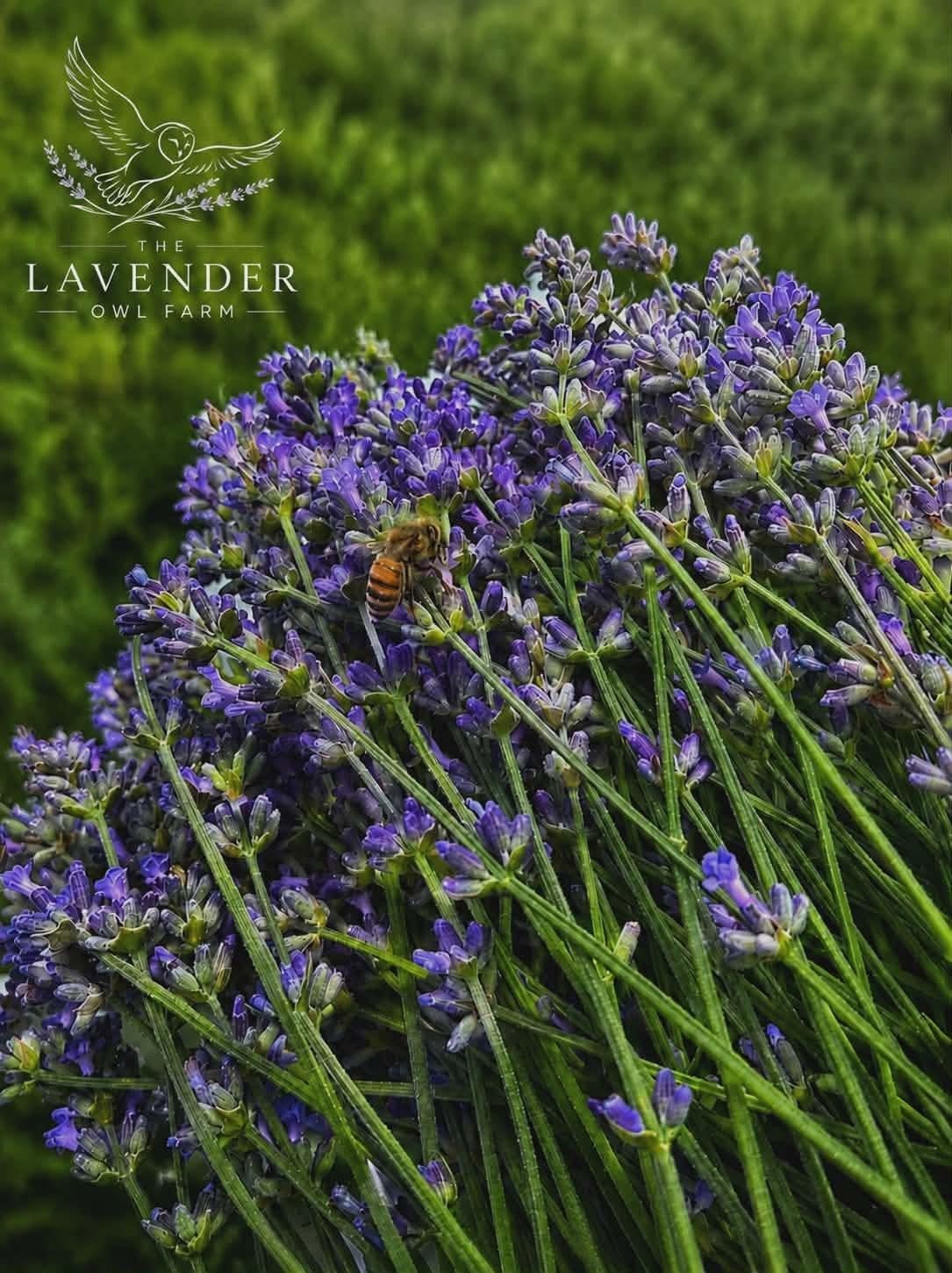 Fresh Lavender Bouquet Same Day Harvest Farm Grown Fragrant Floral Bundle