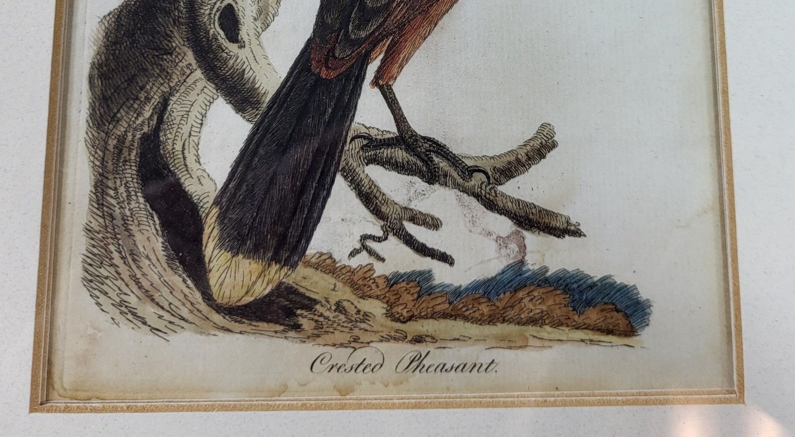 Antique Hand Colored Print Crested Pheasant Bird in Original Lemon Gilt Frame