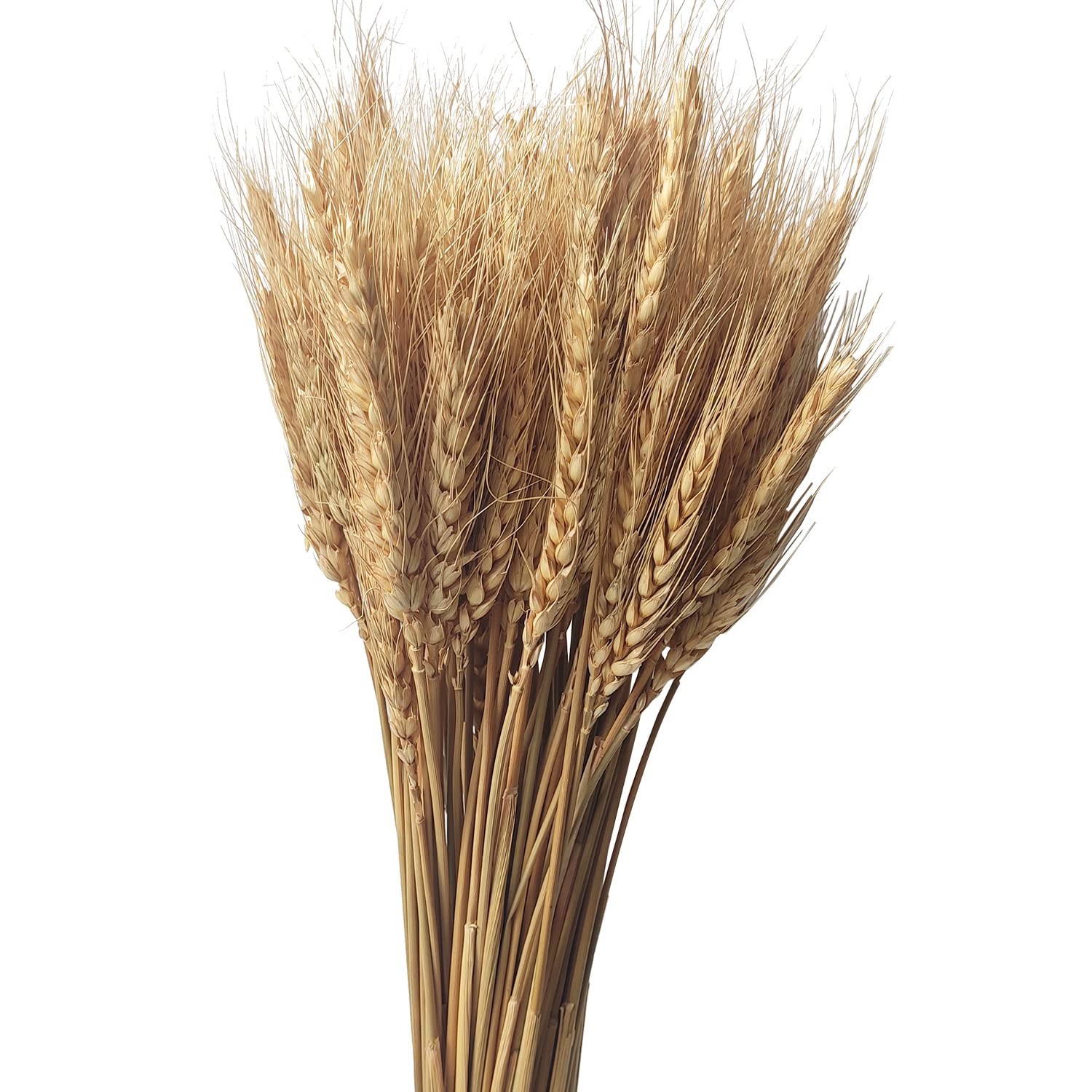 200 Stems Dried Wheat Stalks Natural Wheat Bundle for Home Decor, Crafts