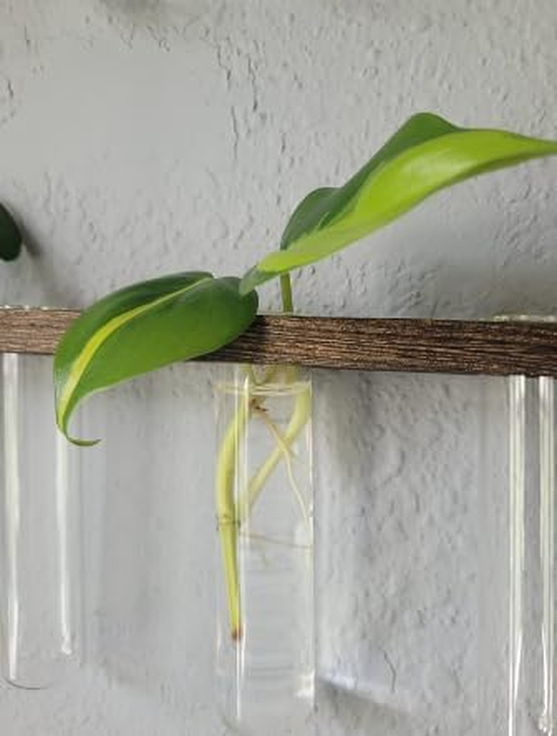 Glass Plant Propagation Tubes Accessories Glass Test Tubes Tiered Planters Wall