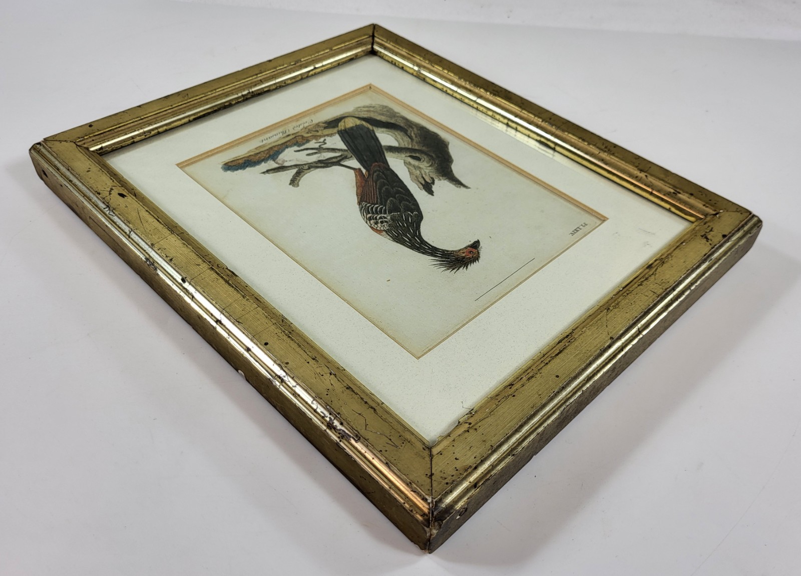 Antique Hand Colored Print Crested Pheasant Bird in Original Lemon Gilt Frame