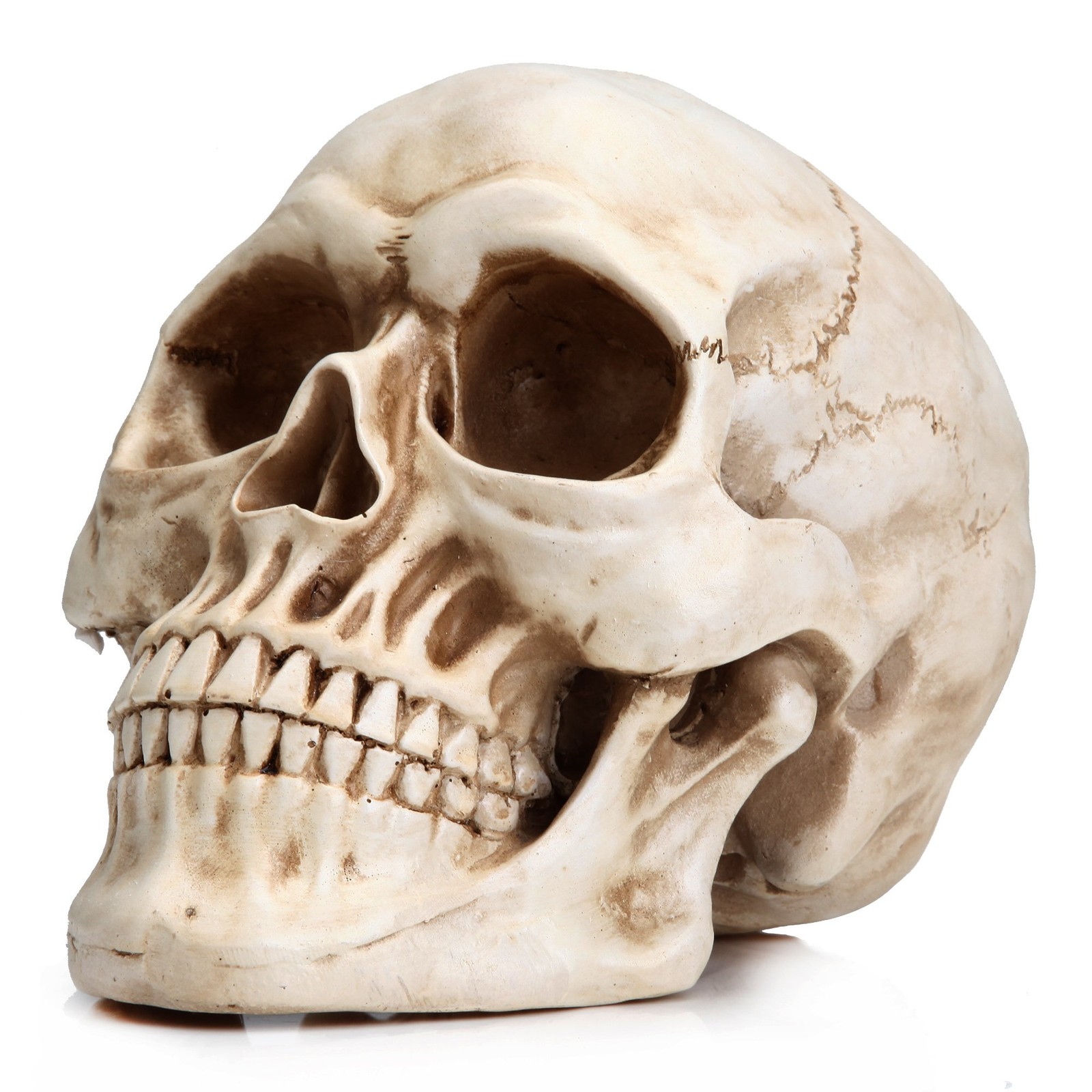 READAEER Life Size Resin Skull, Large Size Adult Skull Head Model for Home Decor