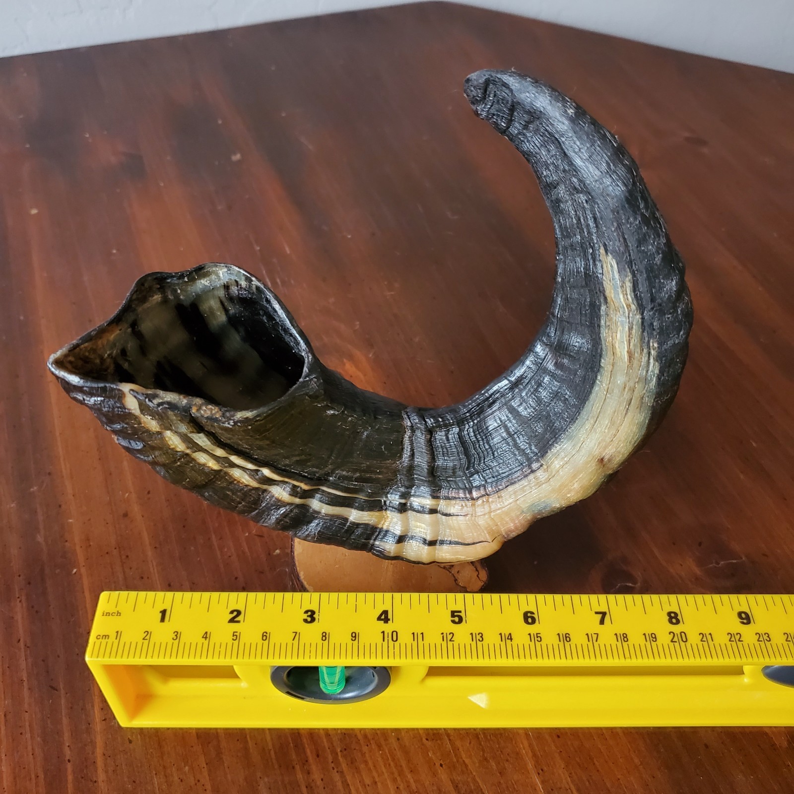 Icelandic Ram Sheep Horn Black & Cream Two-Tone Curved Polished on Stand 8.25″