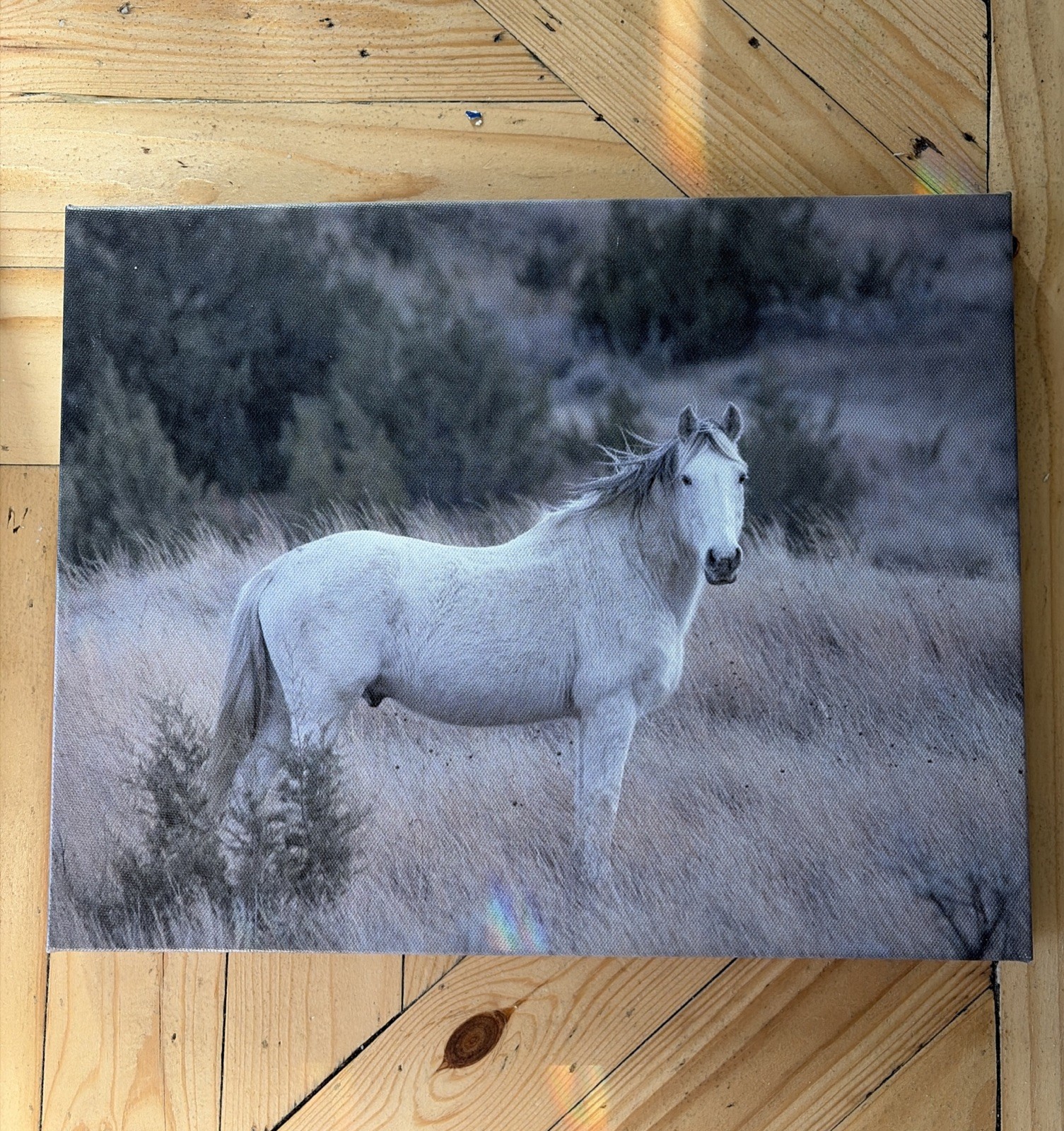 Authentic Wild Stallion Gray ND Mustang County Fair Prize Photo Print Wall Art