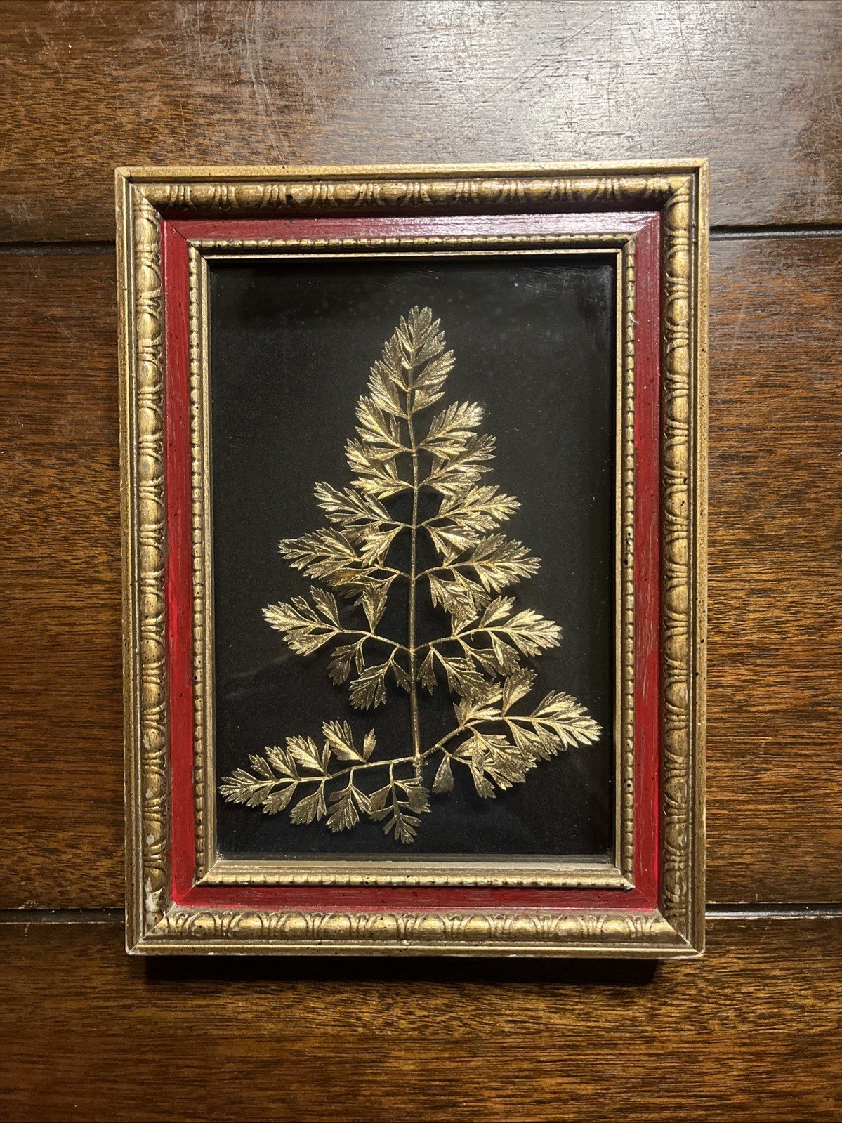 Queen Ann Lace Real Plant Preserved In Gold and Framed Glass Display