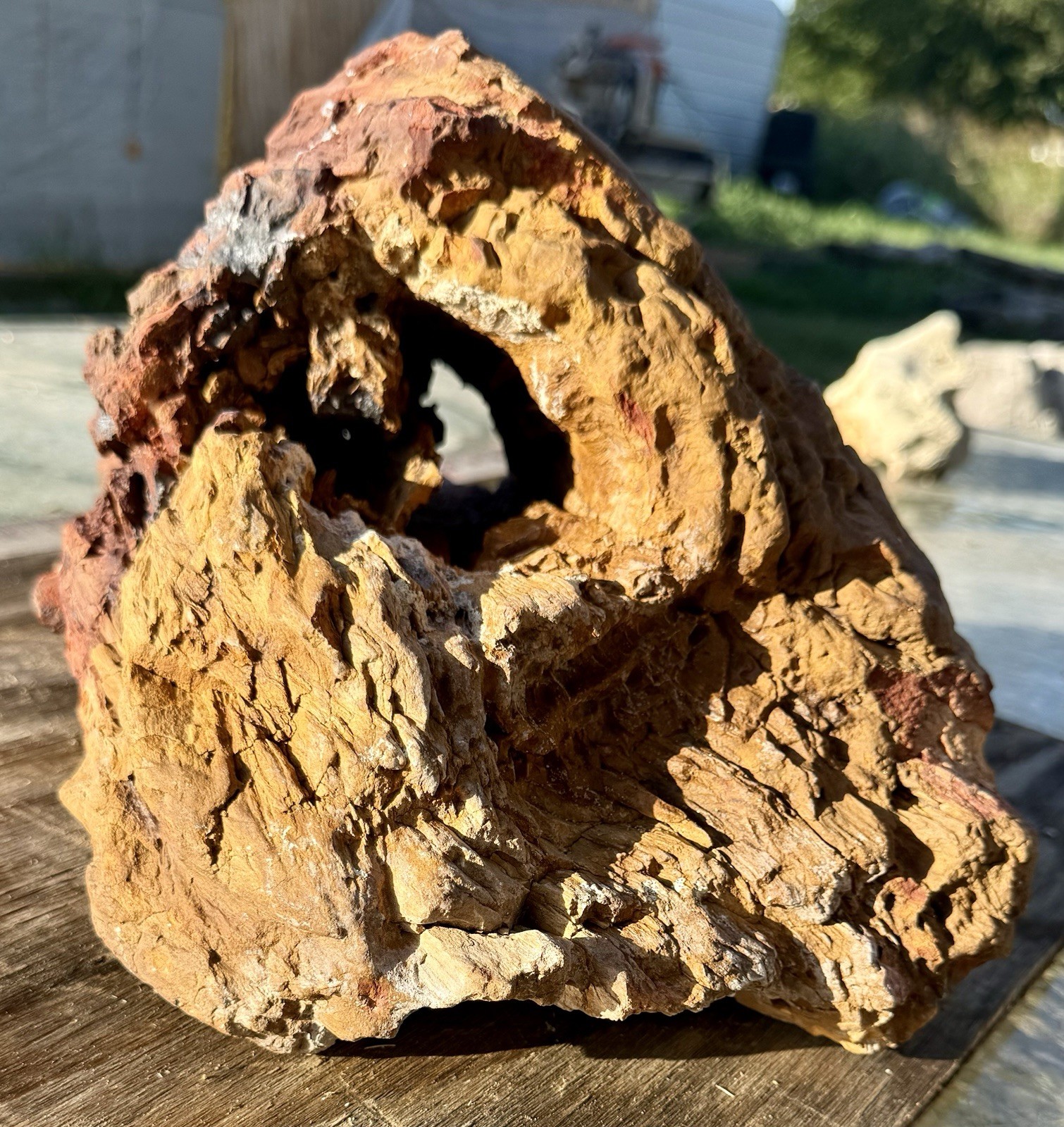 TREMENDOUS* 29# Fossil Wood~Hollow-Hole Thru Center/Striking Color • Aqua-Scape