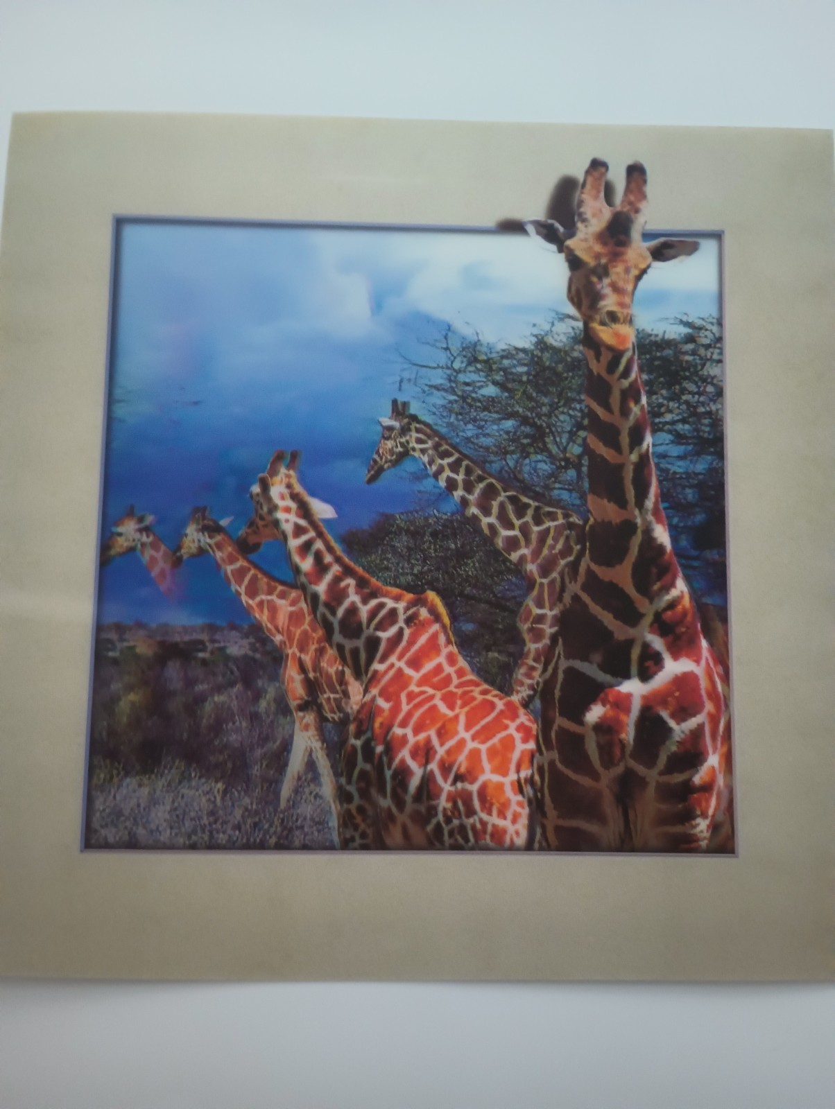 Giraffes 3D Lenticular Picture 15.5″ X 15.5″ (Pic 11.5″ X 11.5″Inset) New