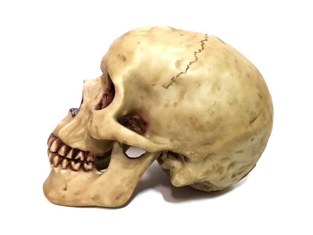 Grinning Highly Realistic Replica Human Skull Statue Home Décor 6.5×4.25×4.6″