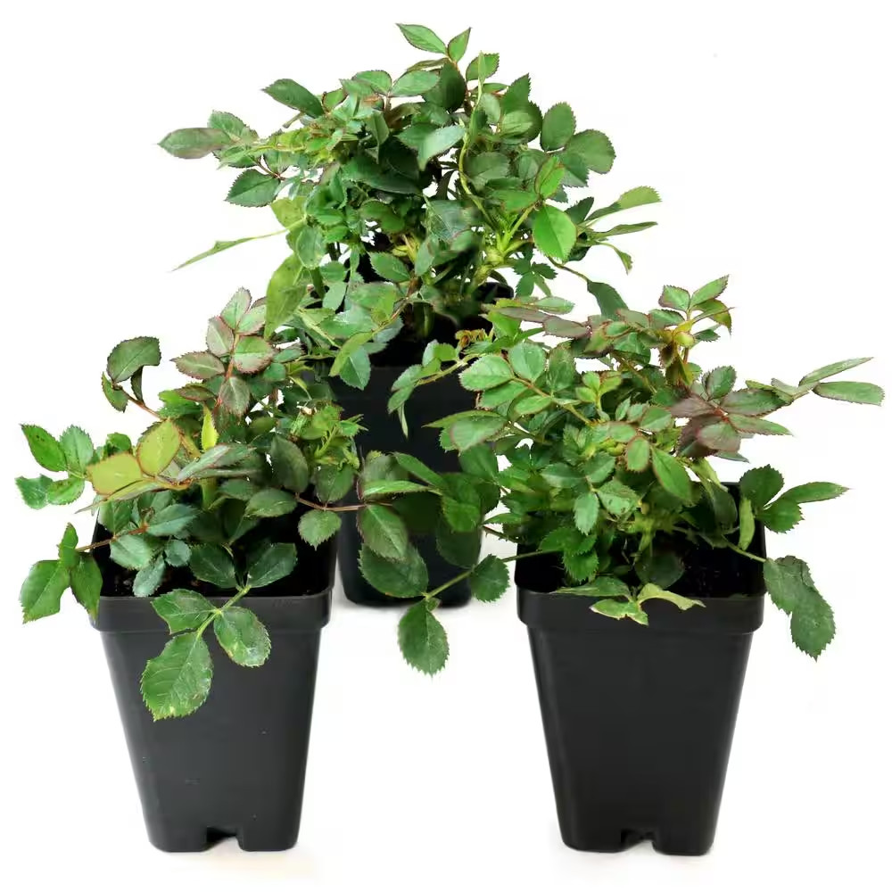 2.5 In. Sunblaze Rainbow Mini Rose Bush with Yellow-Orange-Red Flowers (3-Pack)