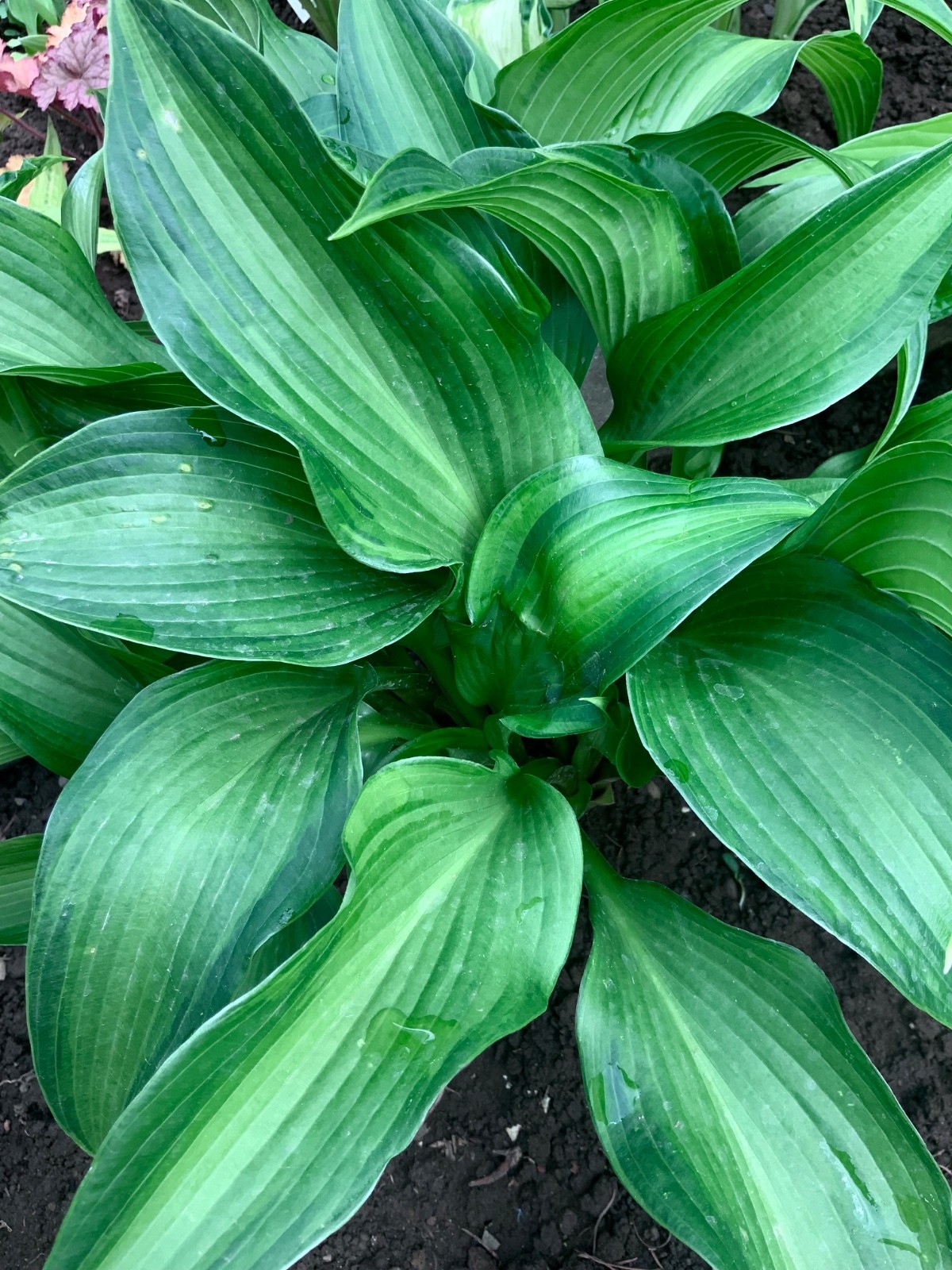 Hosta “Hanjas What“ Plantain Lily Plant Shipping Spring 2026
