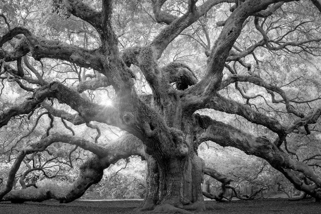 Angel Oak Tree Monochrome Charleston South Carolina Black White Nature Forest Co