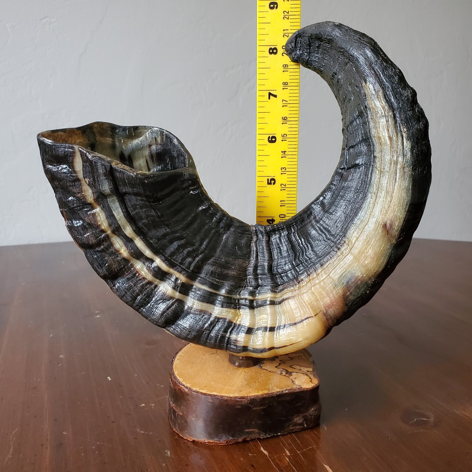 Icelandic Ram Sheep Horn Black & Cream Two-Tone Curved Polished on Stand 8.25″