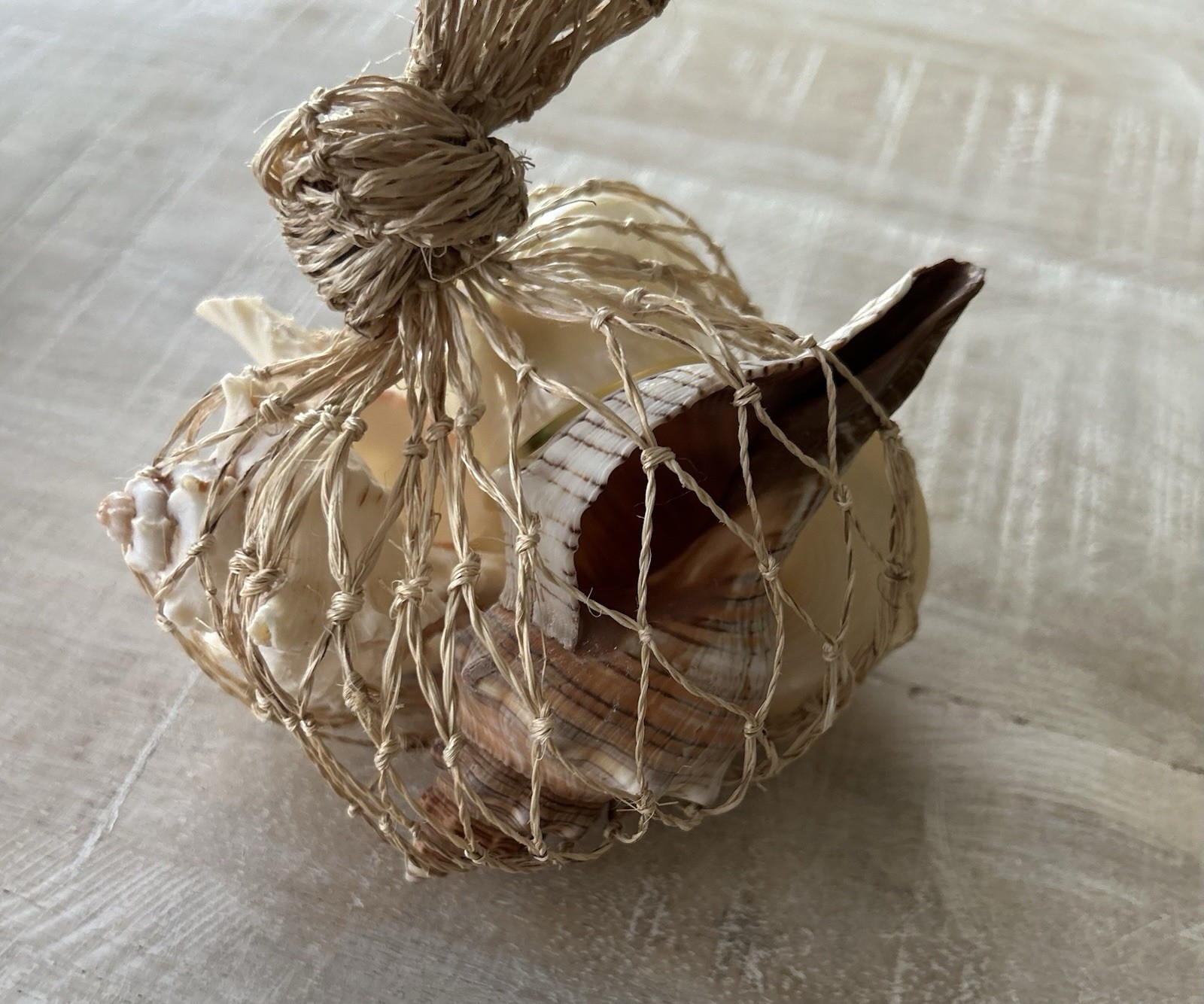 Pottery Barn Mixed Shell Vase Filler – 5 Shells NWT