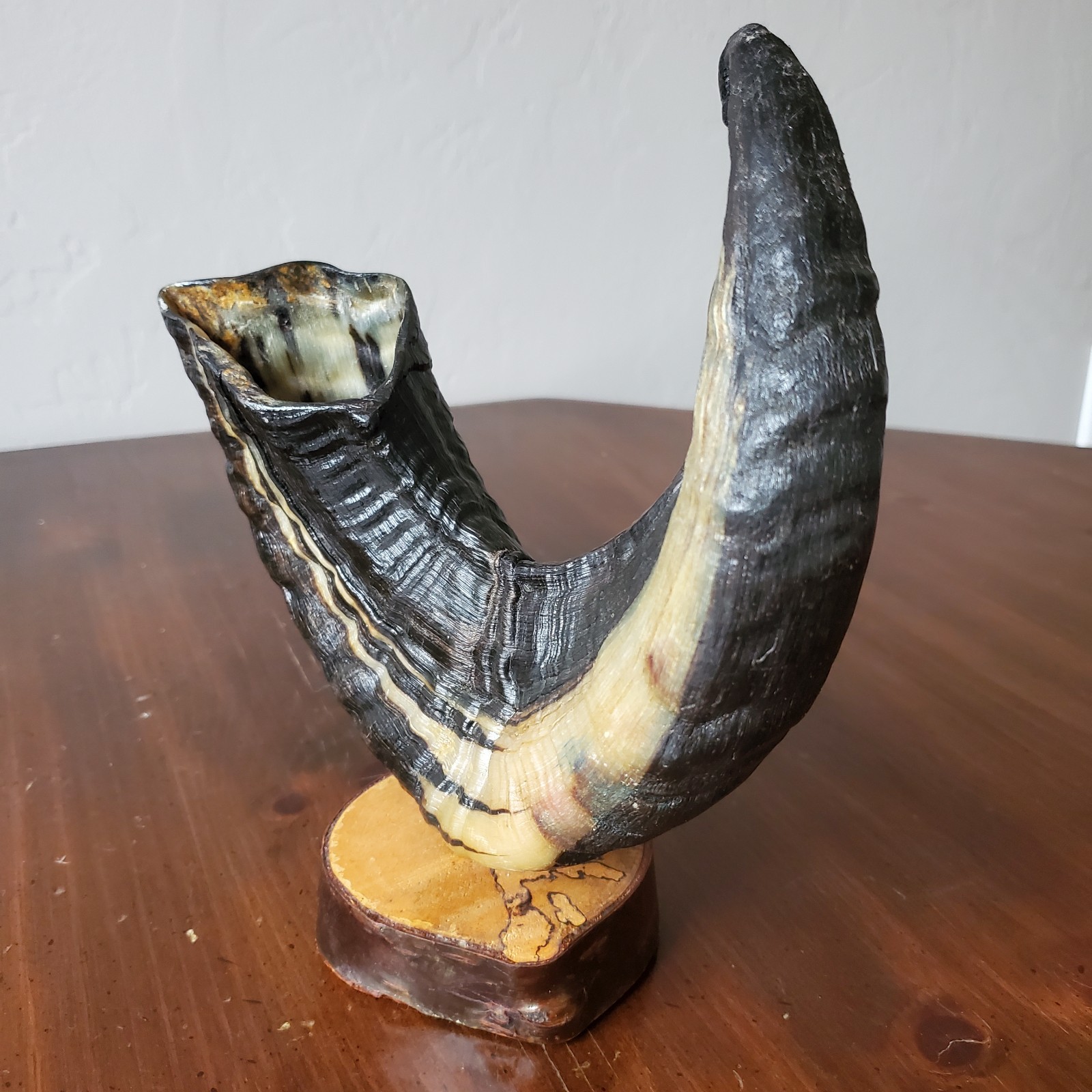 Icelandic Ram Sheep Horn Black & Cream Two-Tone Curved Polished on Stand 8.25″