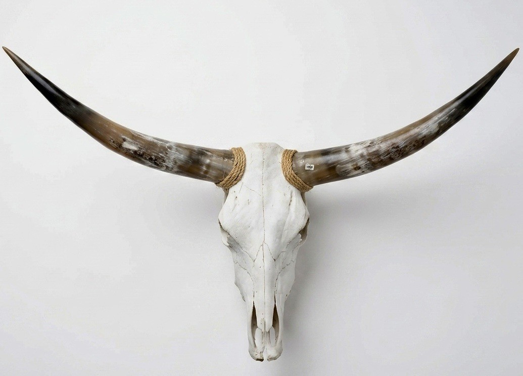 Real Steer Head Longhorn Cow Skull 4 feet 3 inches Mounted Western Horns