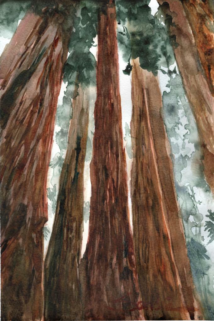 Redwood Forest : Signed LE Art Print : Sandra Watercolors™ California