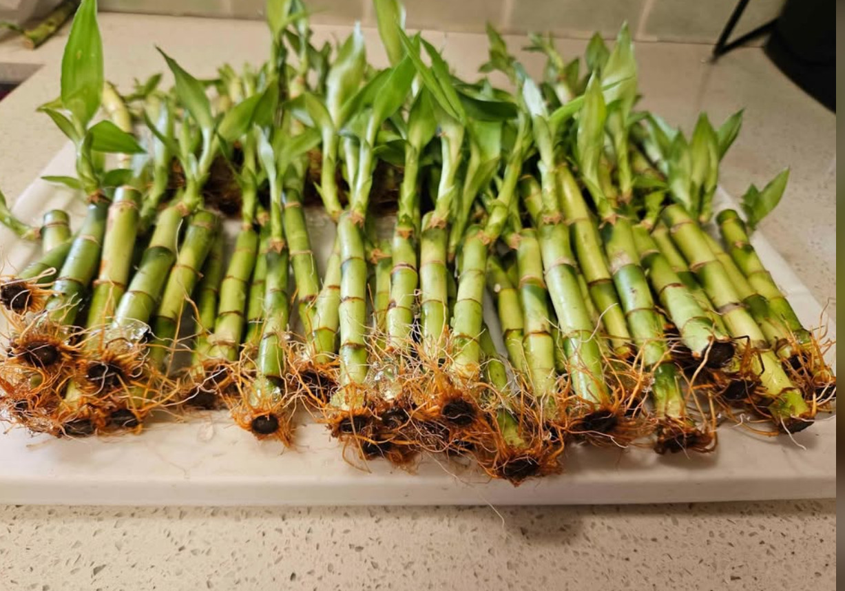 5 Lucky Bamboo Plants 6″ FREE 2 Bottles Fertilizer, Home Decor, Office Desk
