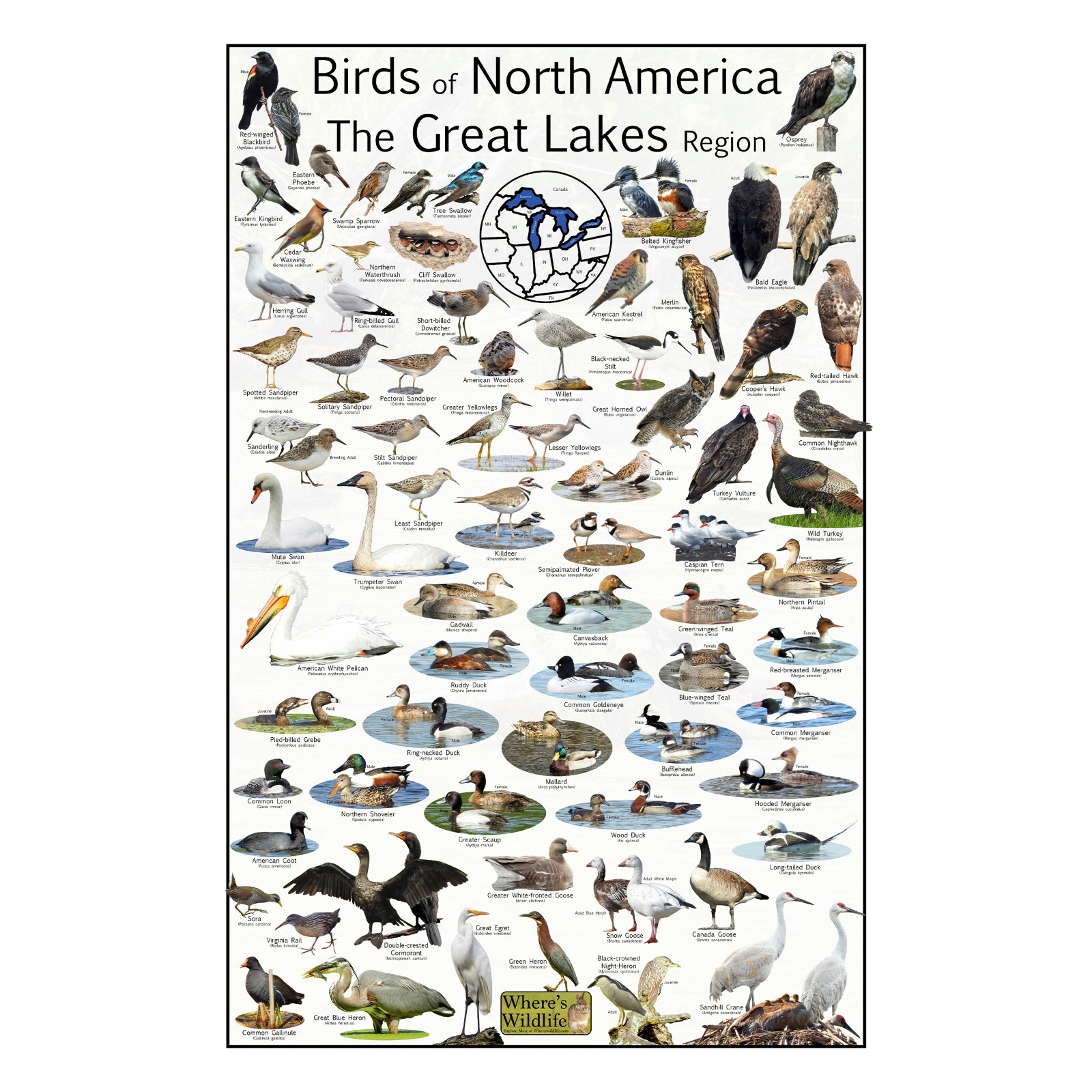 Birds of North America The Great Lakes Region Shorebirds & Waterfowl Bird Chart