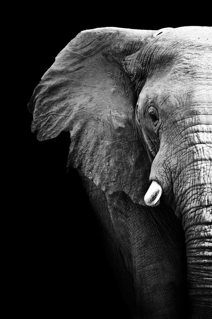 Black And White Elephant Partial Image Monochrome Art Poster 24×36